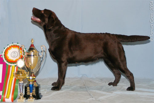 Лабрадор Ретривер ШУШАНИКА СТАР