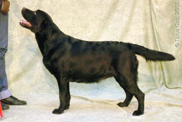 Лабрадор ретривер Афродита