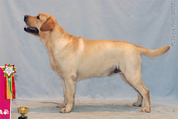 Лабрадор Ретривер ЛЕВИ СТРАУСС КЭР