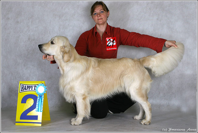 russian golden retriever russian retriever club show retriever autumn 2006 the russian retriever club russian golden retriever russian retriever club show retriever autumn 2006 the russian retriever club