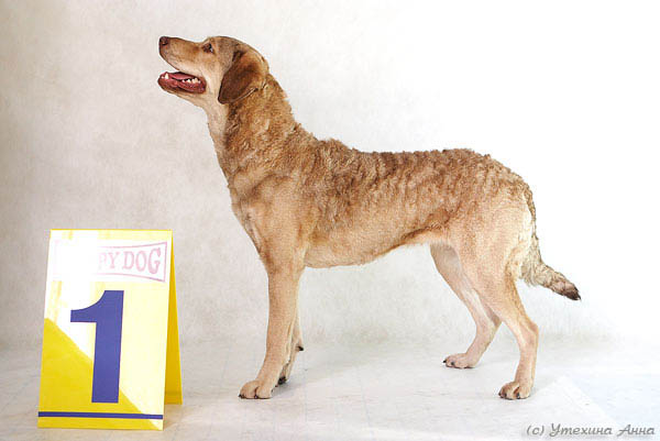 Чесапик бей ретривер