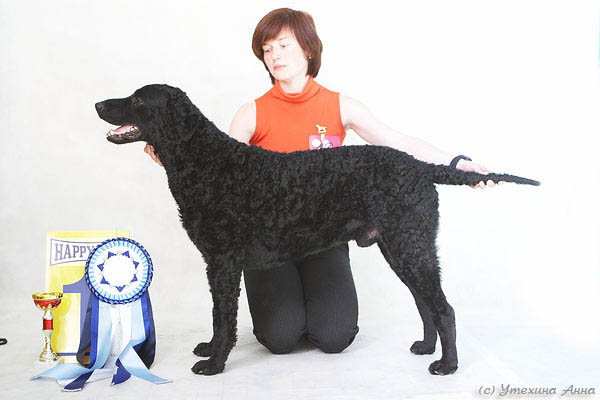 Курчавошерстный ретривер