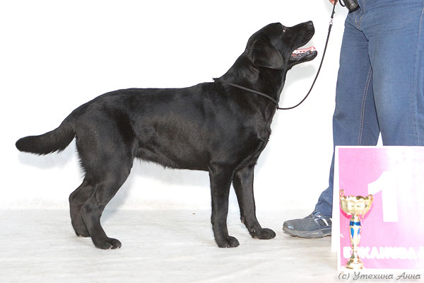 лабрадор Елина