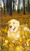 Mr. Morris Staszel