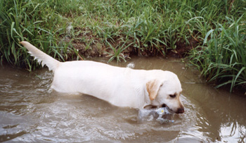 Лабрадор Ретривер МАЙ ЛАВ ХАРТ ТАРАНТЕЛЛА