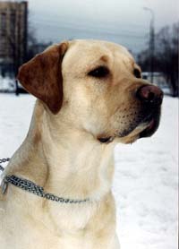 Лабрадор Ретривер АЛЬКОР РОС БРЕДФОРД