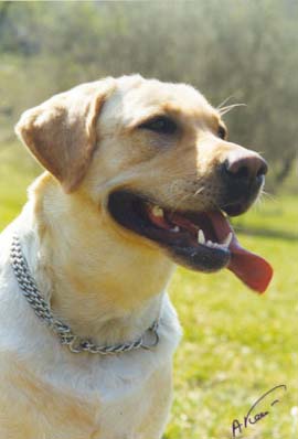 Лабрадор Ретривер ЖАКЛИН АРА