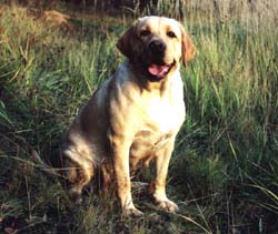 Лабрадор Ретривер ТИННИТ СКАМПИ ЛЕДИ АБРИКОС