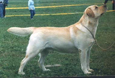 Лабрадор Ретривер STRONGLINE'S UNION JACK