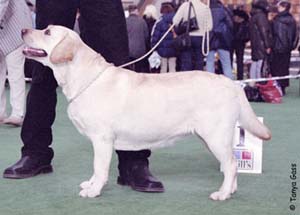 Лабрадор Ретривер ЛОЙЯЛХАРТ ДЭЙ ЭНД НАЙТ