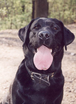 Лабрадор Ретривер МИДНАЙТ ДРАГ СТАР