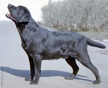 Старз Мериленд Данфи Сан