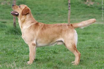 Лабрадор Ретривер ПАСКАЛЬ ОФ ПРАУД ПЭРЕНТС