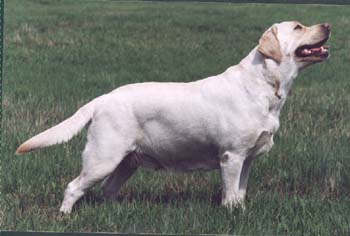 Лабрадор Ретривер ЕЛЛОУ БИТЛ ЦАРЕВНА ЛЕБЕДЬ