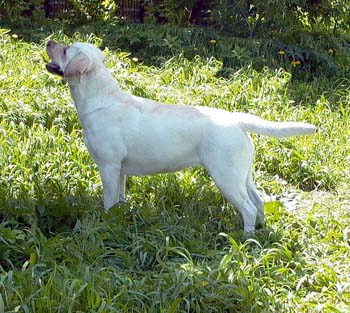 Лабрадор Ретривер ДОЛЬЧЕ ГАББАНА