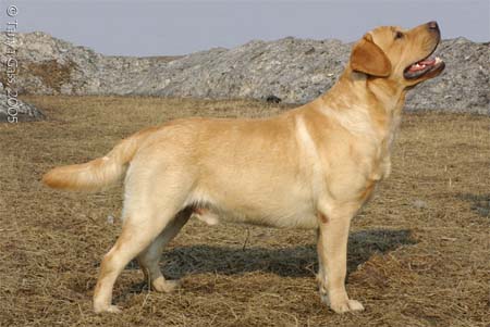 russian golden retriever history of retrievers in russia the russian retriever club russian golden retriever history of retrievers in russia the russian retriever club