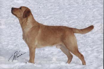 лабрадор Янтарь