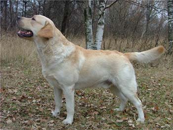 лабрадор Лорд