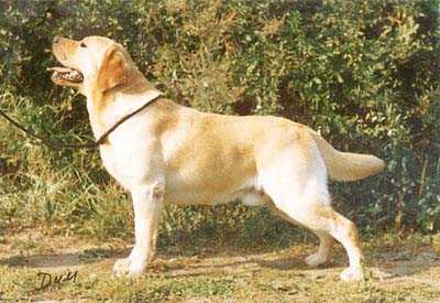 Blondella Butch Cassidy