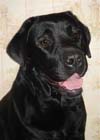 �������� �������� ����
