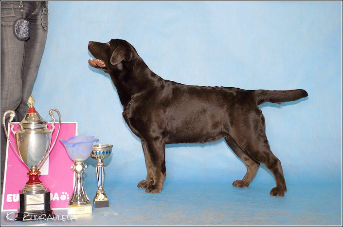 Энс Луменс Арна Браун Шугар