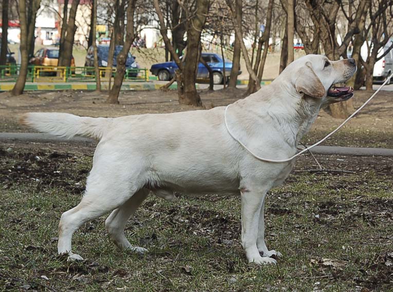 Миднайт Эскейп