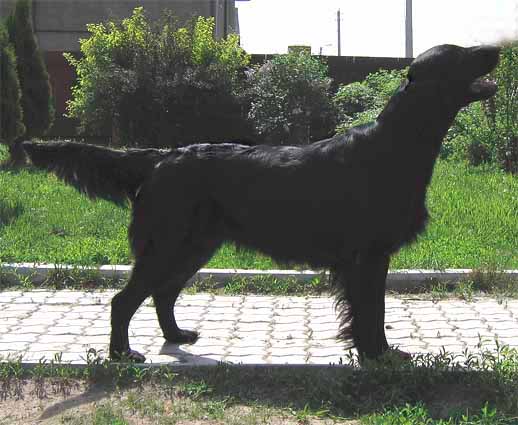 Радость из Истры Файв О'Клок Ти