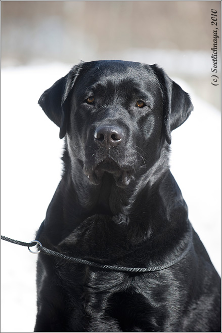 My Brand Incorporated