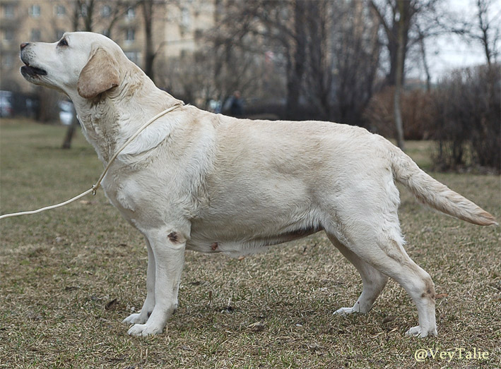 Лойялхарт Хэй Хоу Диа Харт