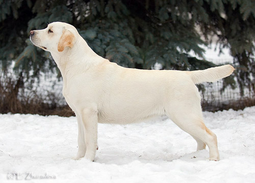 Стенвэйз О'Ши