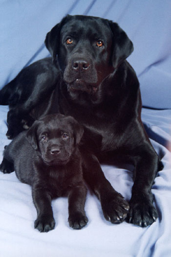 Лабрадор Ретривер СТЕНВЭЙЗ АМЕРИКАН ЭКСПРЕСС