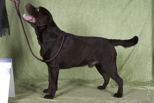 honey labrador