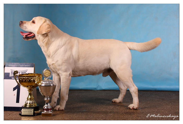 Тимантти Солид Дэвидсон