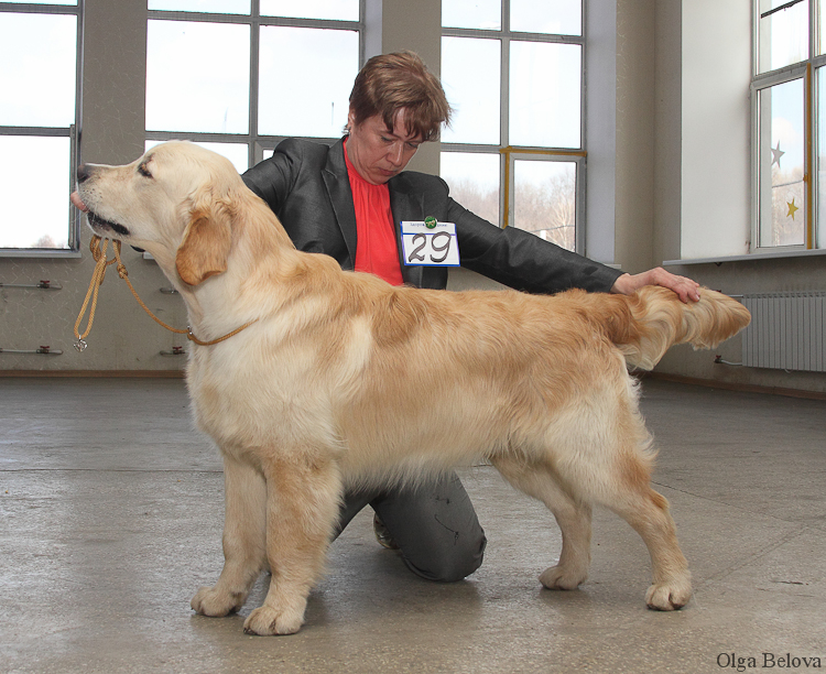 russian golden retriever russian retriever club show retriever 2011 the russian retriever club russian golden retriever russian retriever club show retriever 2011 the russian retriever club