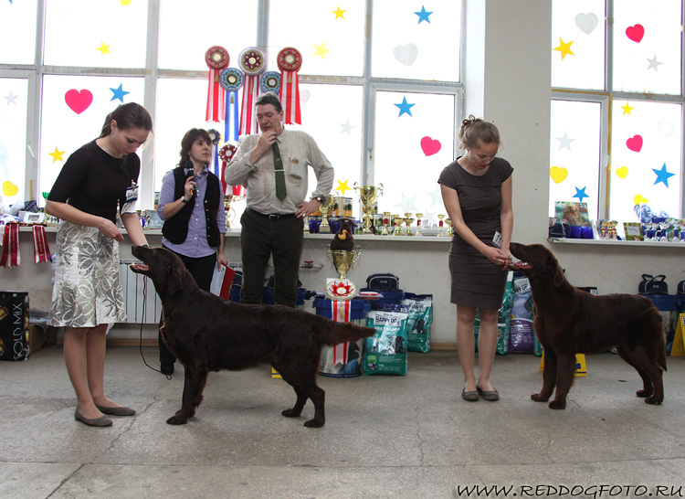 Стенвэйз Файрбуш и Таллиар Шикари Форчун-Хантер