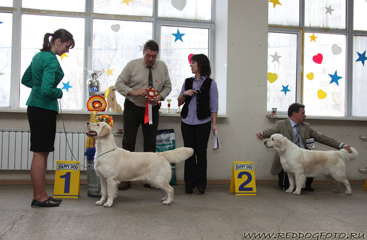 Сравнение на ЛСП породы: Звезда Альбиона из Соколиного Гнезда и Мон Солей Ларуш Феери