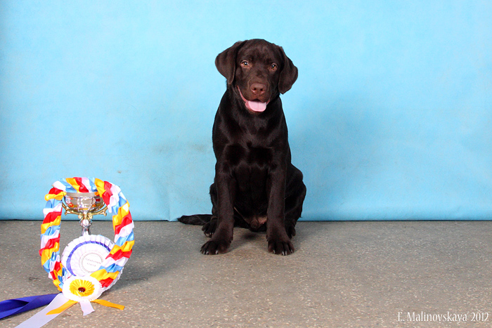 Николь Поли Уиз Ти