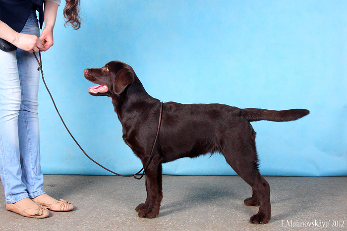 Феликс Стил Харт