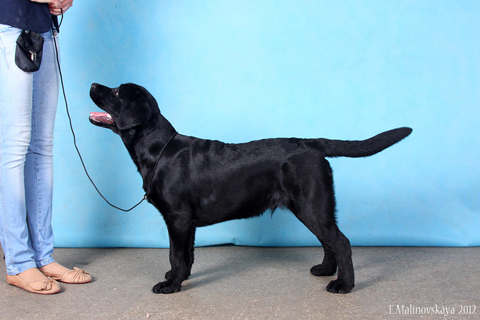 Флай Найт Игл