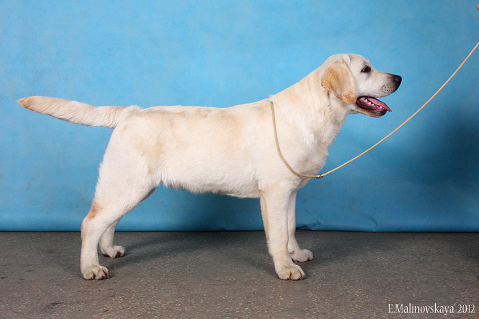 Юстиниан Чарминг Беар