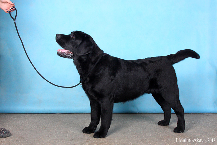 Лабри Берри Айвенго