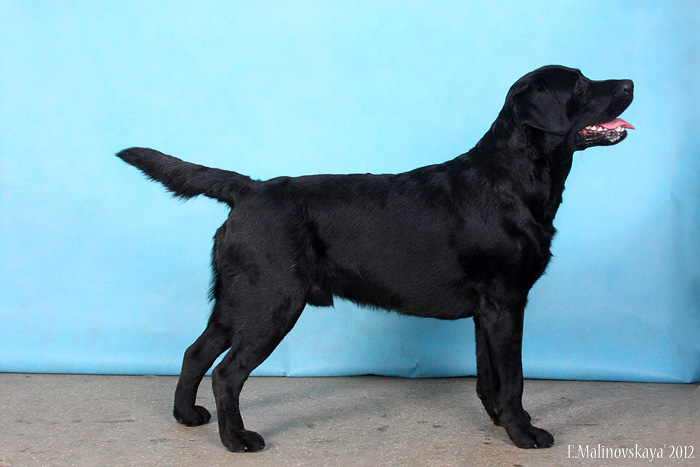 Мемфестор'с Виконт Бурже