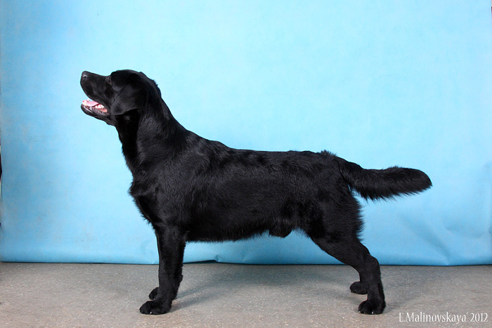 Жерминаль Мисти Инет Серфер