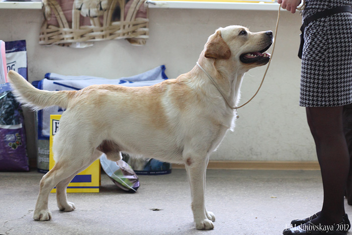 Лаб'СПб Вайолет Дрим