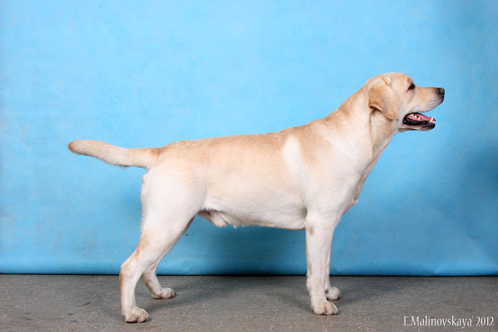 Ruskeli's Joy to the World