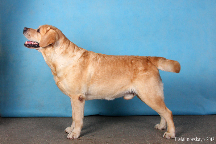 Вей Тали Империал Голд Коин