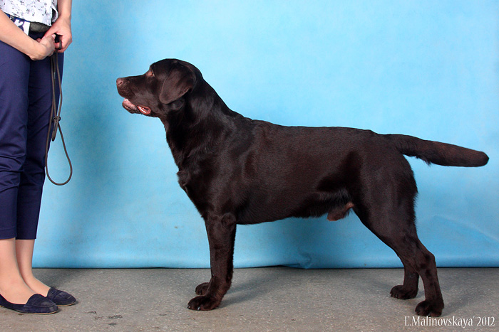 Инаморато Барклай Чикколато