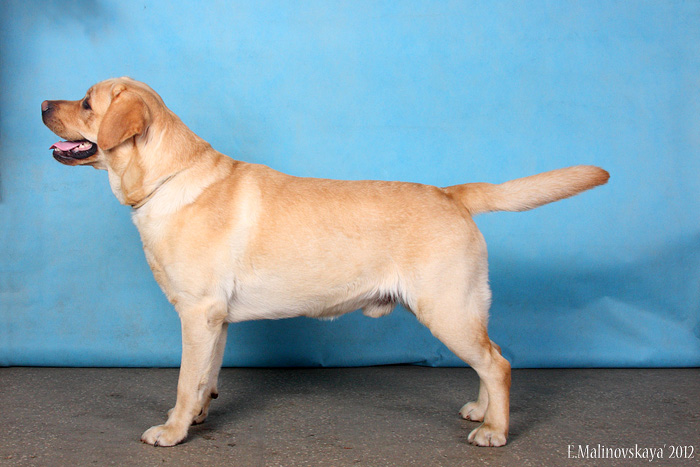 Миккель Эбигейл Коин