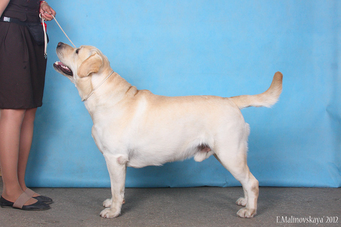 Олфорт Аксесс Интуишен