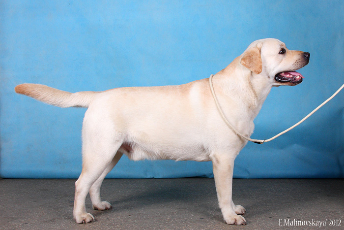 Старсерчер Нон Стоп